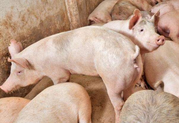 猪价走低对大型养猪企业有影响吗,养猪前景及2024年猪价预测