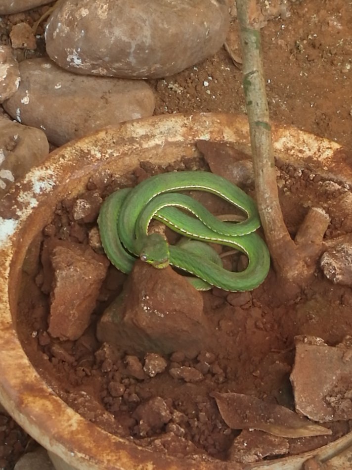 一只眼镜蛇可毒死几名成年人,剧毒眼镜蛇吓人