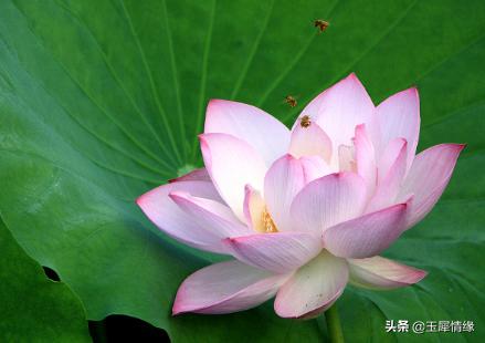 椋庤嵎鑺辫,椋庤嵎鐩告亱