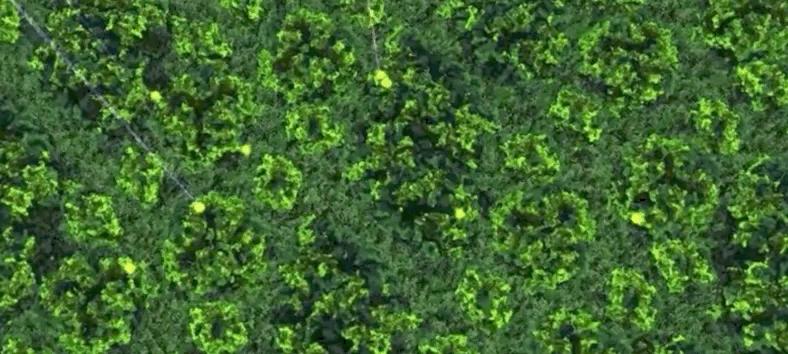 光合作用是什么具体过程,光合作用儿童科普