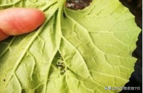 甜瓜品种更香更甜更高产易栽培,冬季大棚甜瓜高产栽培技术