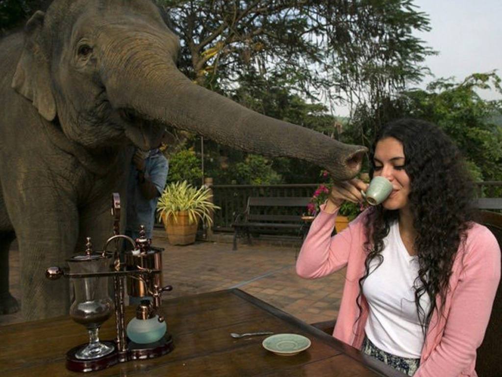 猫屎咖啡特别贵,猫屎咖啡与象屎咖啡的价格