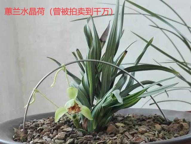 名贵兰花与普通兰花的区别是什么,最名贵的10种兰花图片欣赏及价格