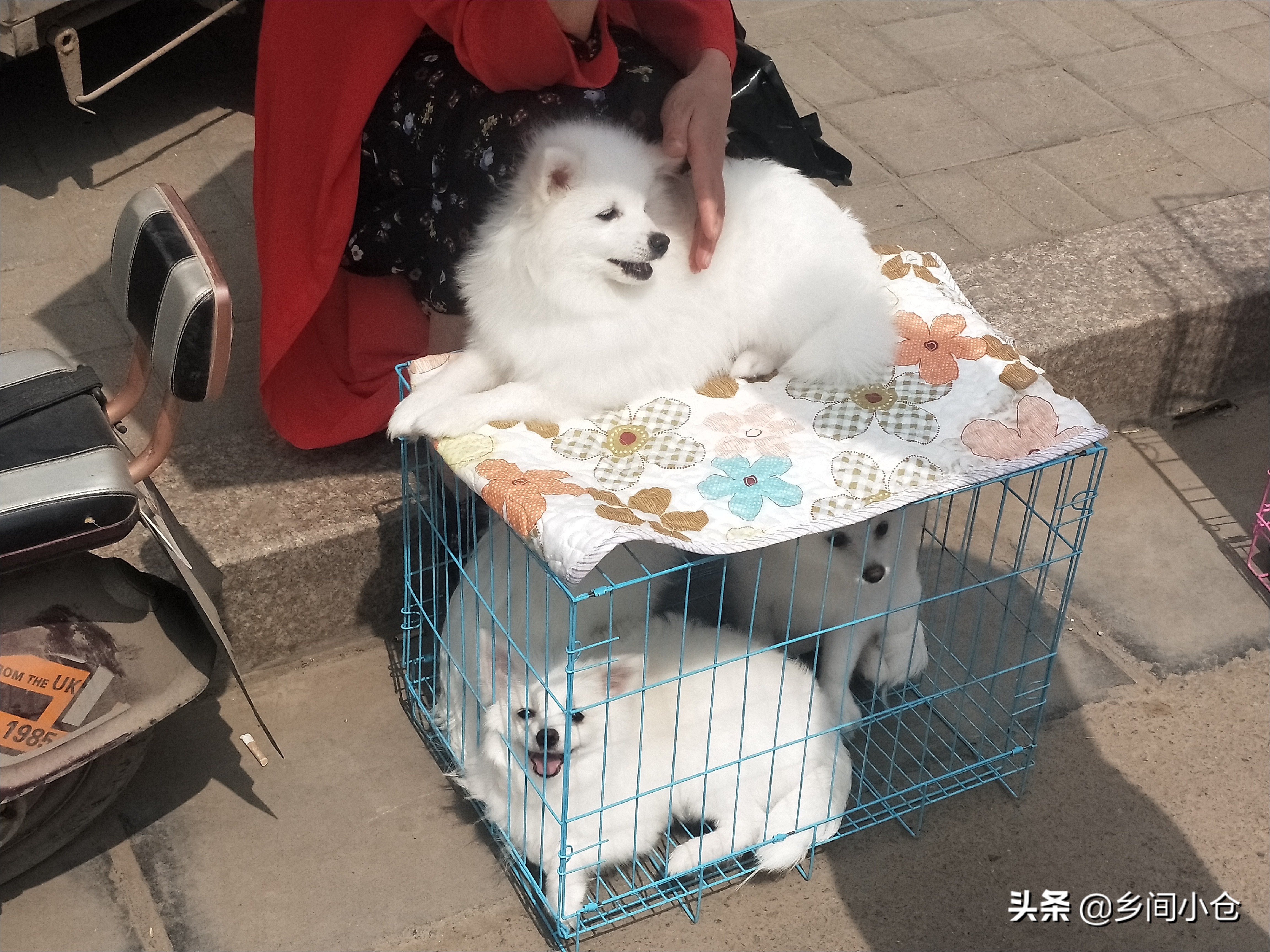 小妹子逛狗市遇到没见过的品种,大型狗市都有什么品种
