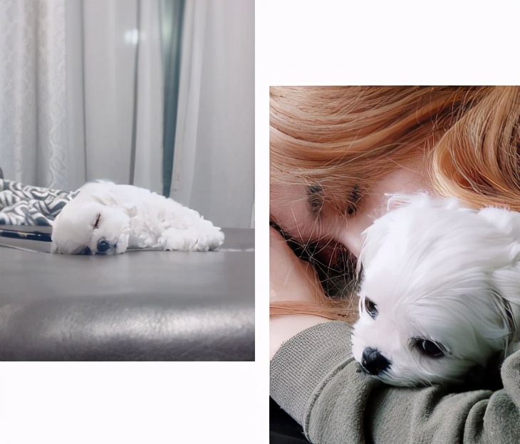 lisa和rosie秀恩爱,lisa与rosa在直播间接吻