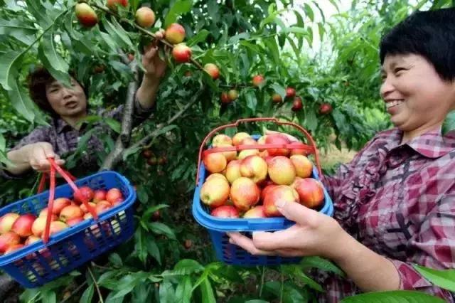 洛阳葡萄采摘最佳地点,最新洛阳附近可以采摘桃子的果园