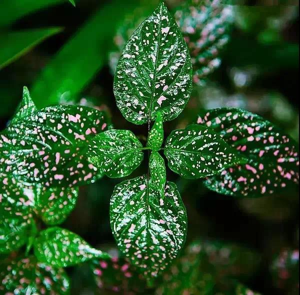 奇花异草图片,奇花异草的赞美句子