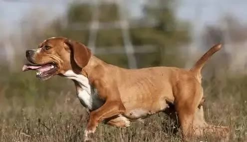 狗狗淋雨后生病的症状,狗狗生病会有哪些症状