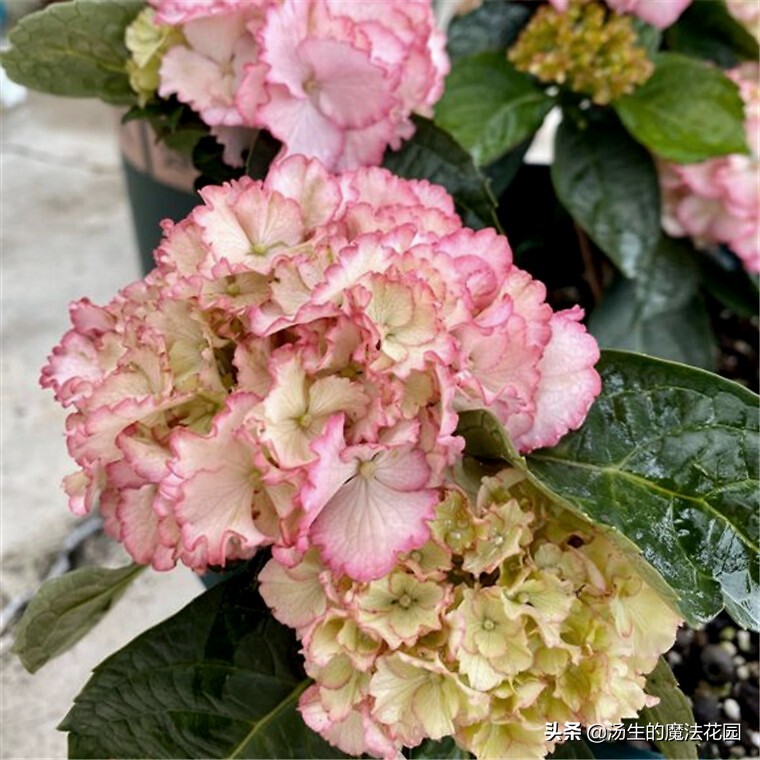 养绣球应该用什么花盆,养绣球花用什么土好