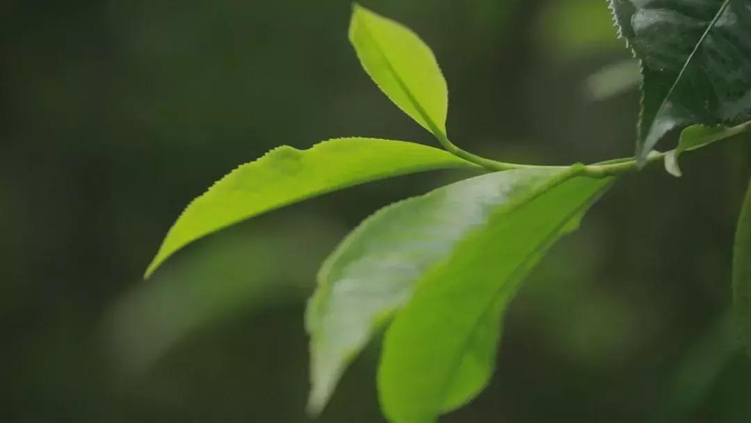 老字号茶厂出的良心茶推荐,国营大厂老牌茶壶