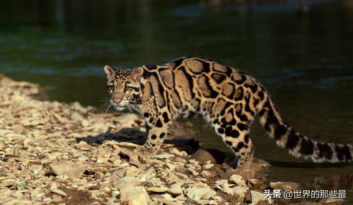 剑齿虎时期的猛兽,被称为小剑齿虎的是云豹还是雪豹