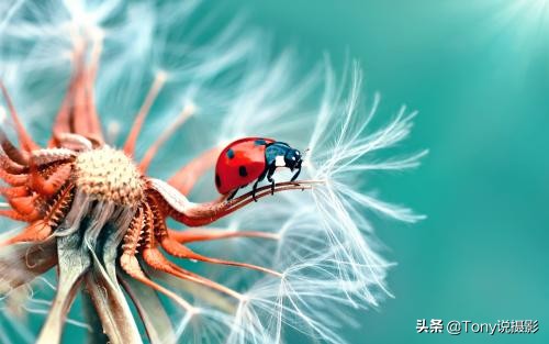 iphone12微距拍摄技巧,摄影微距怎么拍