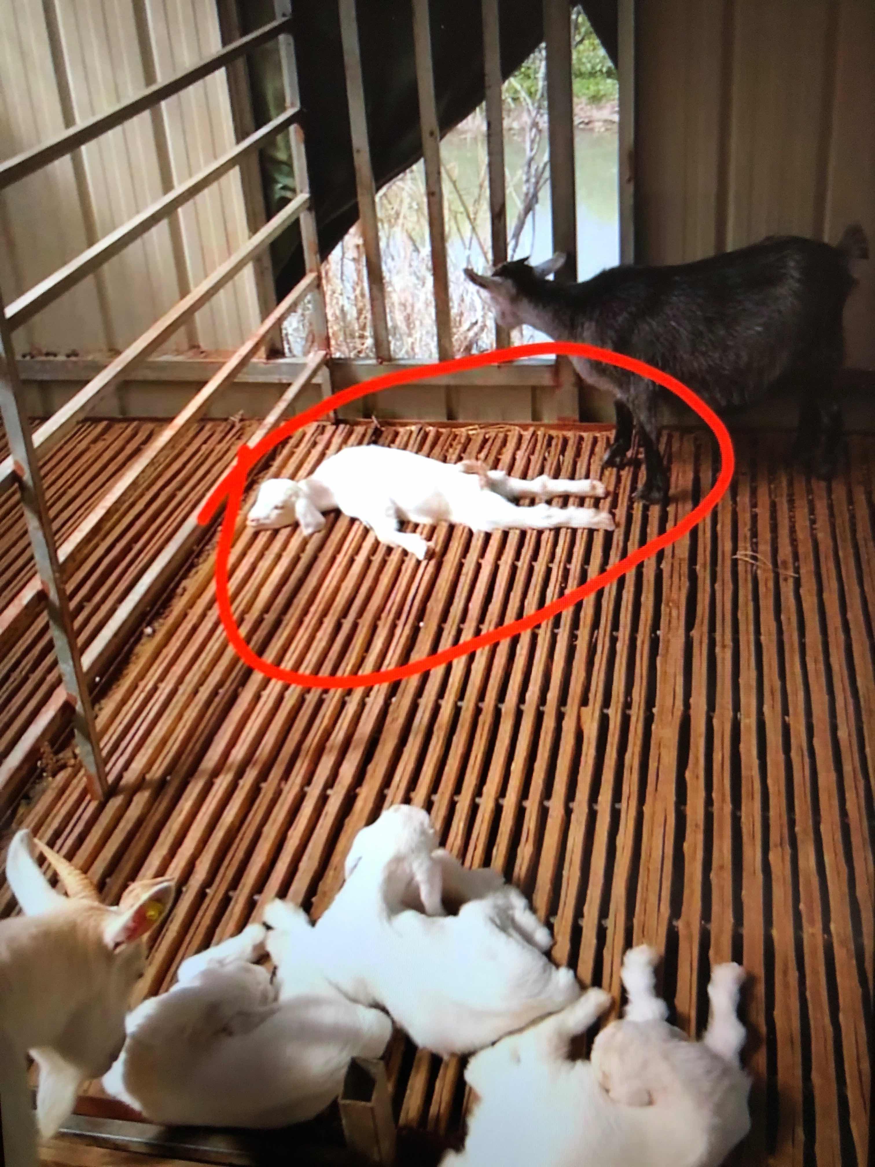 羔羊瘫痪不吃食是什么原因,羔羊瘫痪怎么引起