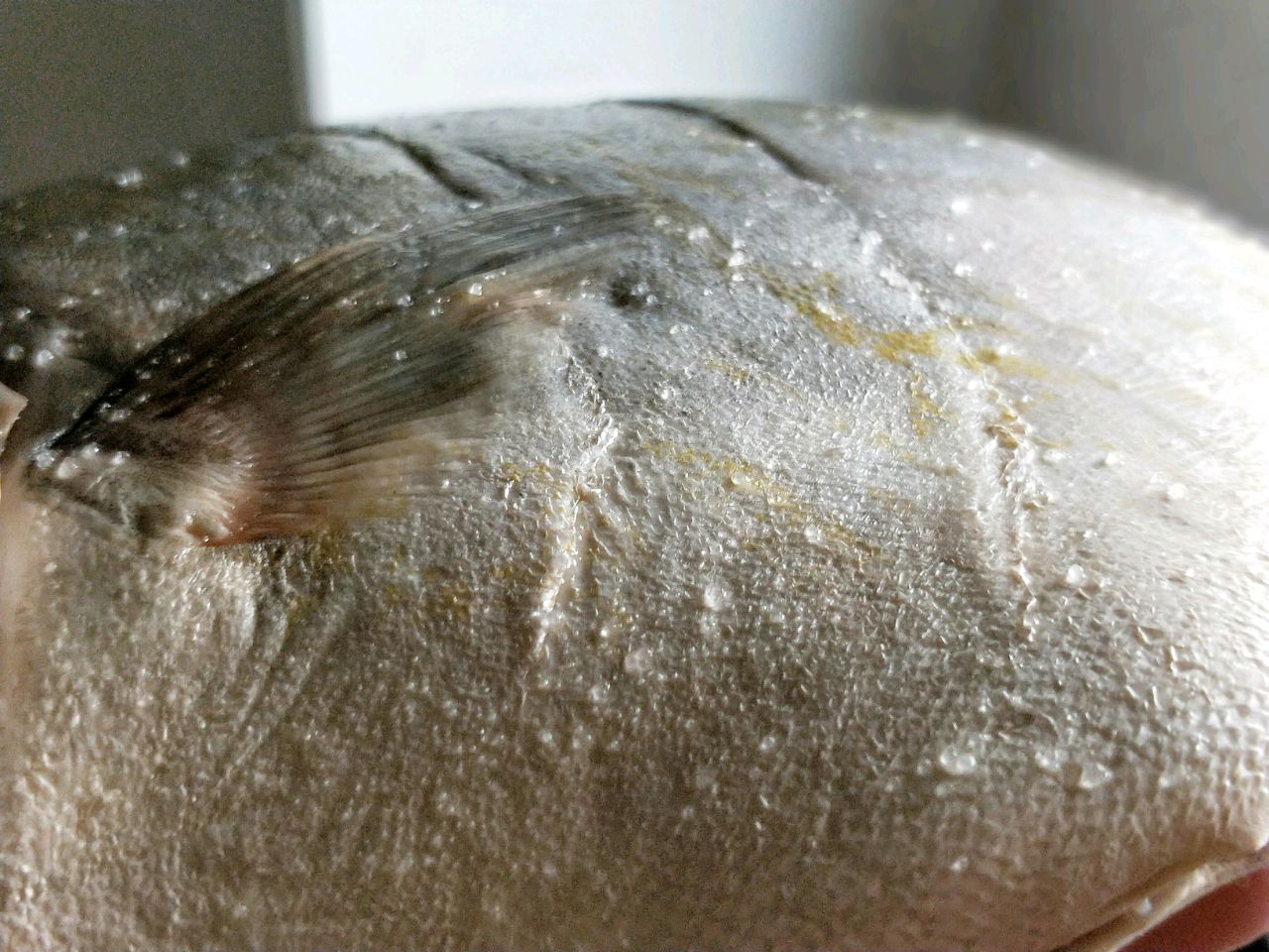 家常红烧金鲳鱼的做法大全视频,红烧金鲳鱼的经典做法有哪些