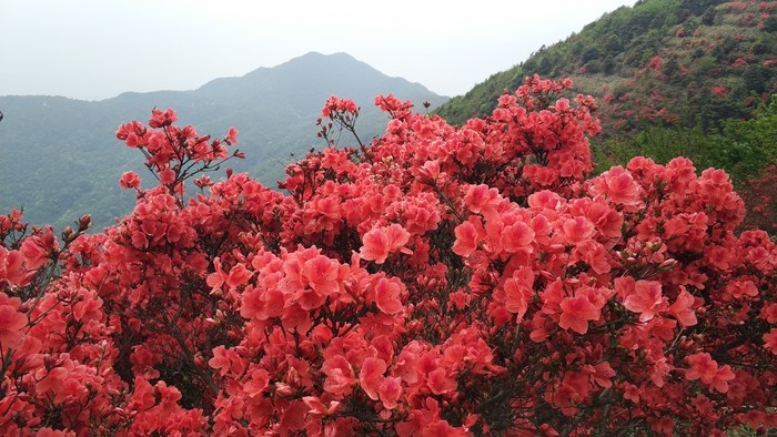 广州从化海拔1000米的山峰,从化十大最难爬的山