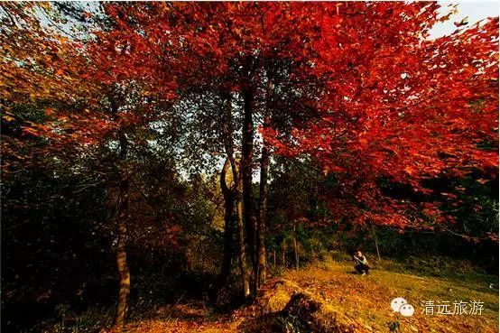 娓呰繙杩炲窞绾㈡灚,杩炲窞楂樺北绾㈡灚