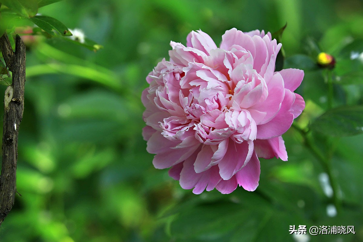 大院绿化的回忆——顺便看看院里的芍药定个究竟有多少种？