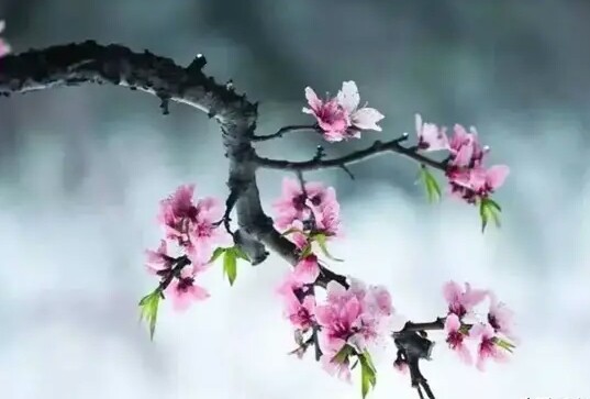 春上枝头，岁月别来无恙！【散文】