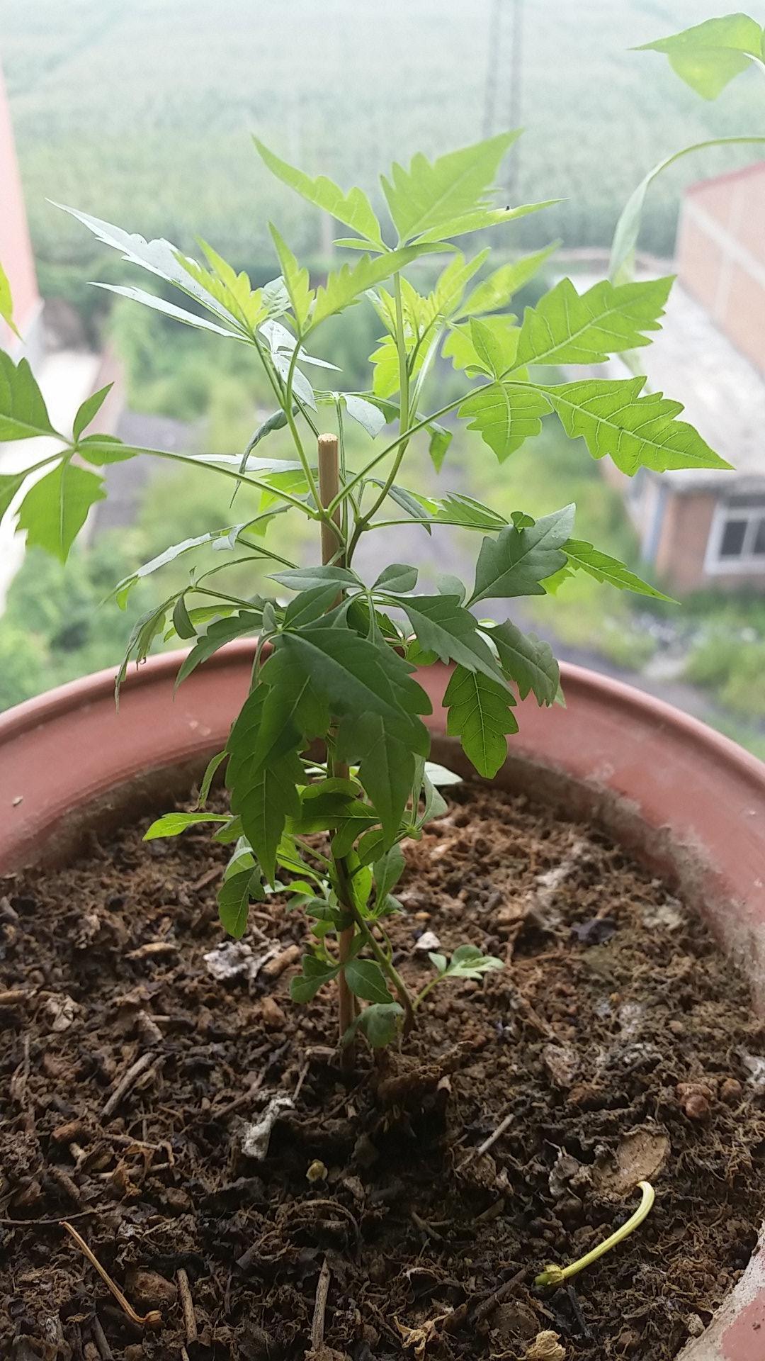 怎么打造黄金棍盆景,黄金棍盆景图片大全