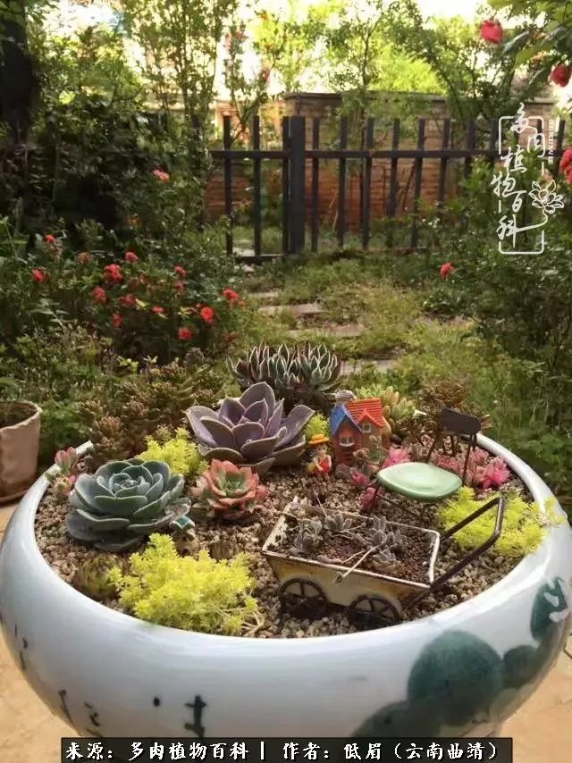 多肉看多了审美疲劳,今晚上点不一样的野味