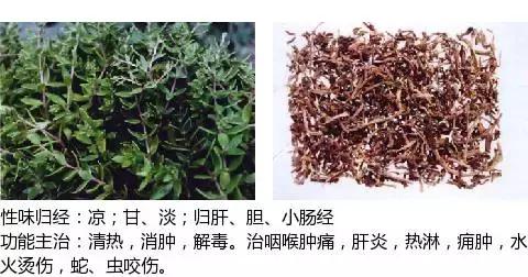 常用中草药名称大全图片及药效,常用中草药药效大全