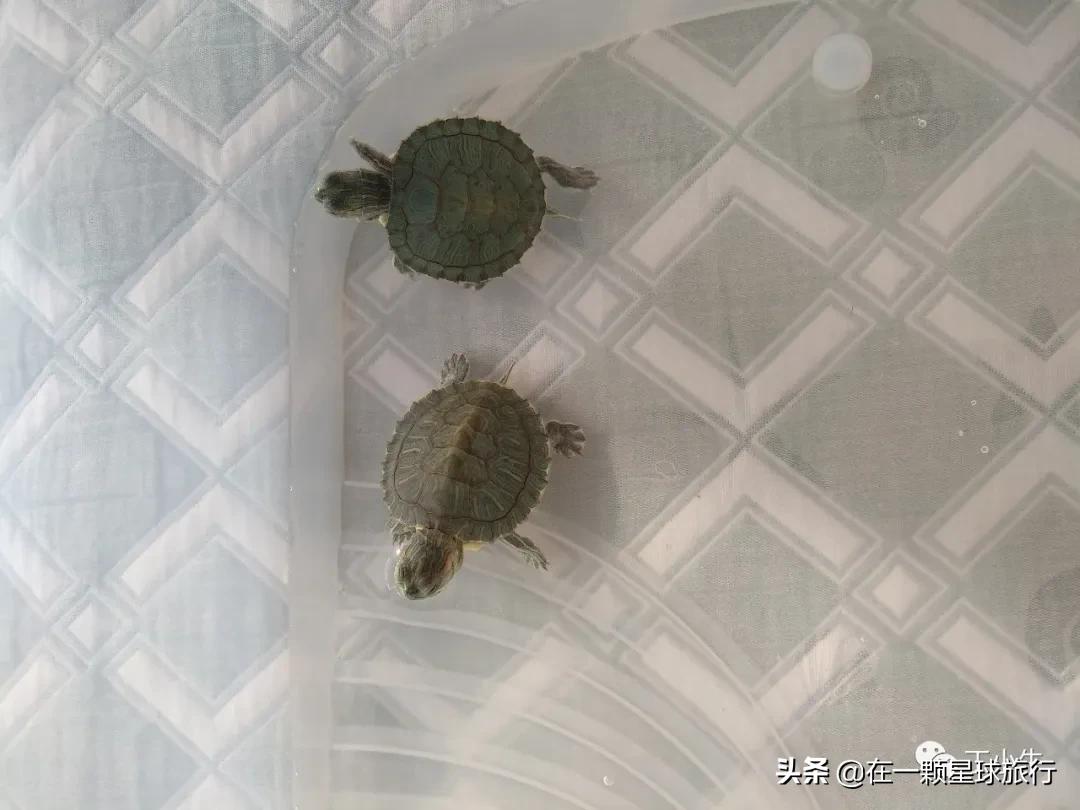一缸乌龟都得了白眼病,乌龟养1只孤单吗