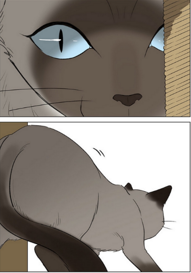 仓鼠的跑步速度有多快,小仓鼠跑步有多快