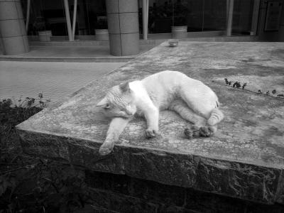 广州宠物死了怎么处理,厦门宠物狗死了怎么处理