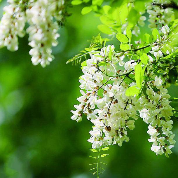 二十四节气立夏ppt课件免费,二十四节气立夏的诗句古诗