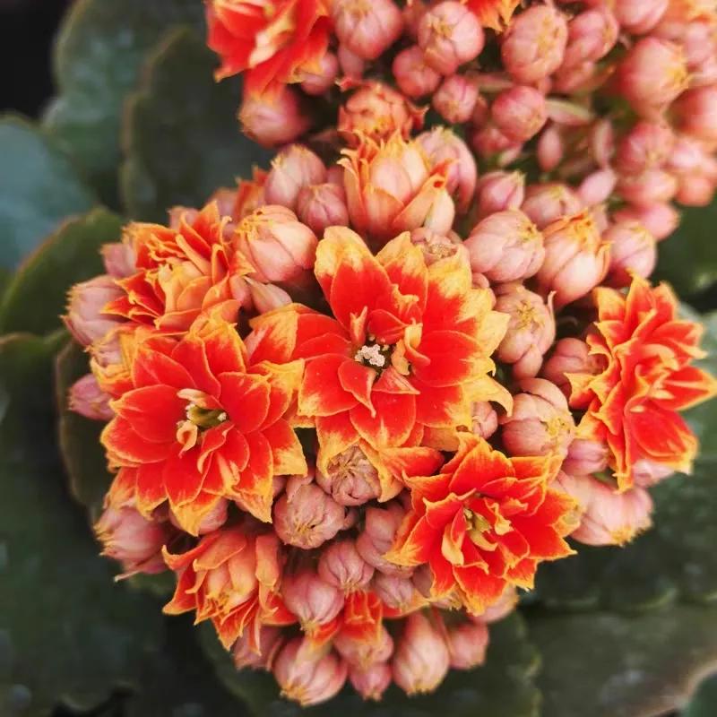 单瓣长寿花品种大全图,长寿花单瓣最好看的品种