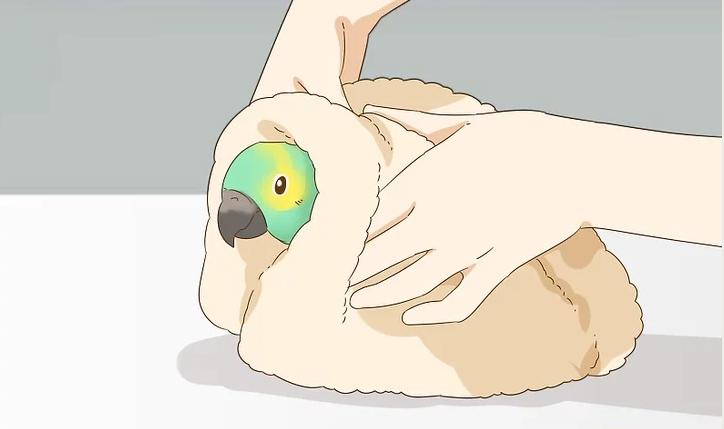 雏鸟羽毛有屎怎么处理,雏鸟翅膀羽根有血