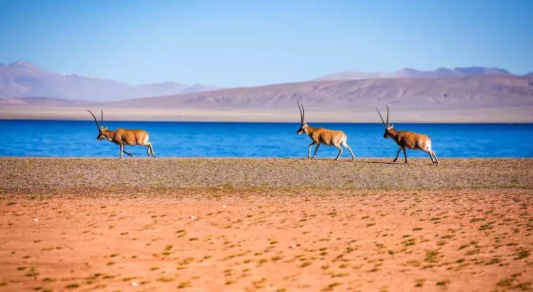 中国国家地理世界地理,中国国家地理和华夏地理