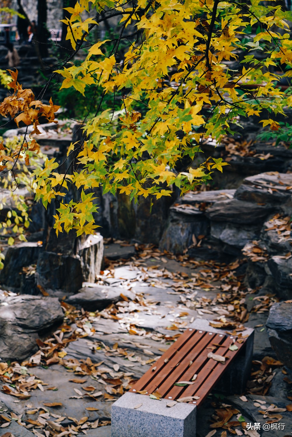 北京18个看银杏的好地方在哪,北京八大处看银杏攻略