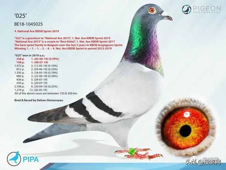 比利时速度鸽,比利时速霸龙赛鸽