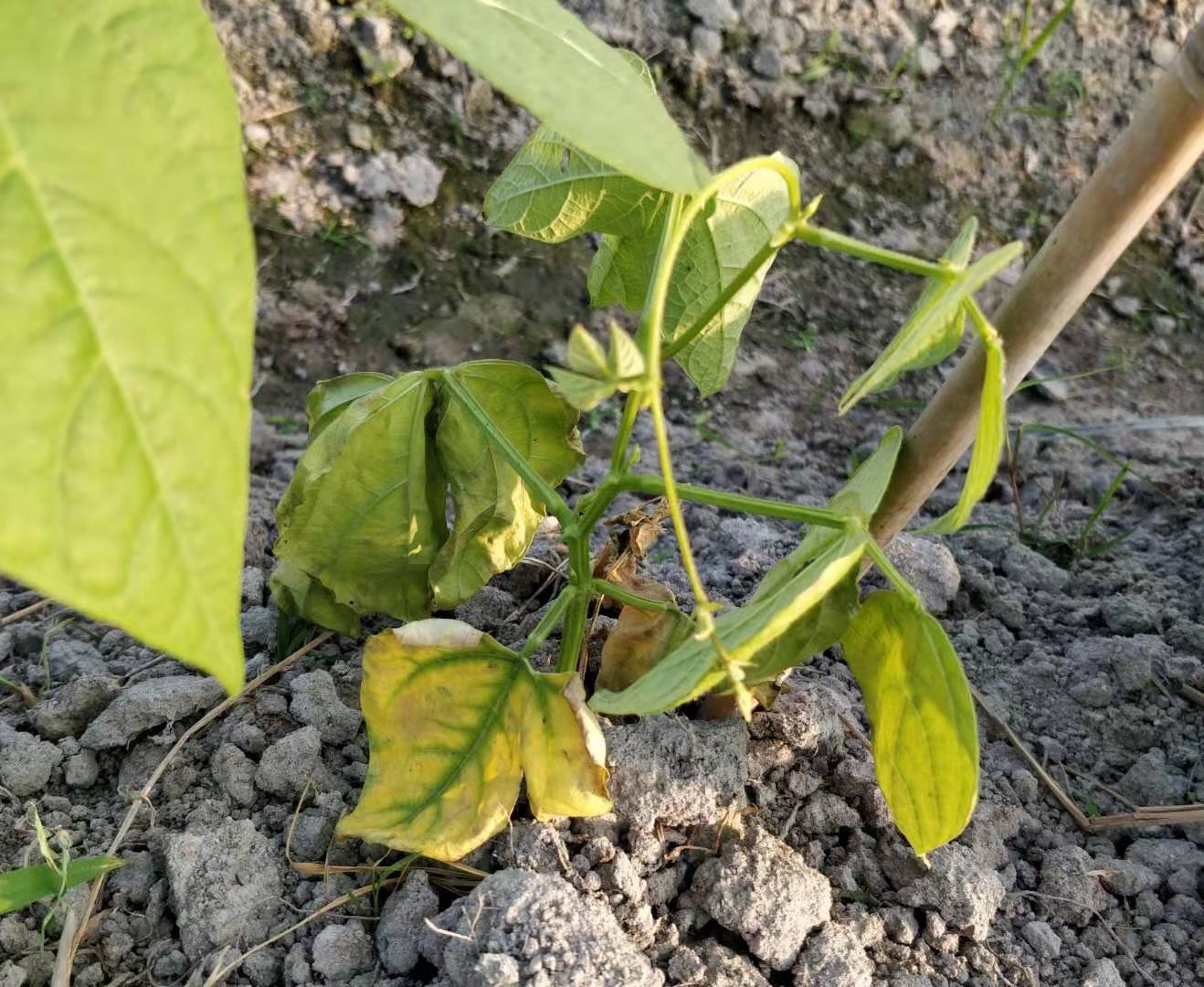 豆秆蝇用什么药防治,豆秆黑潜蝇最新消息