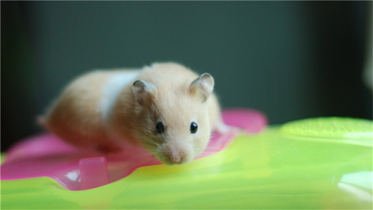 仓鼠伪冬眠24个小时了还能复活吗,仓鼠为什么会伪冬眠