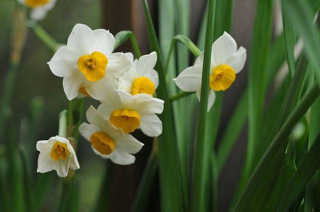 开败了的水仙花怎么处理,开败的水仙花种球