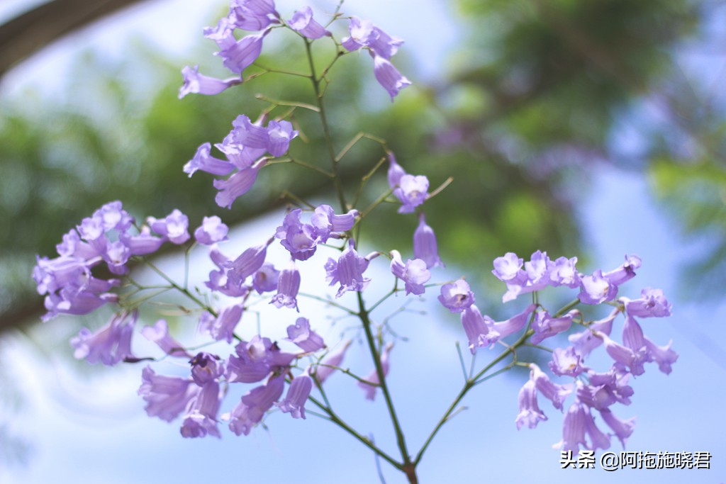 蓝花楹花语及图片大全,蓝花楹的花语还是很让人着迷