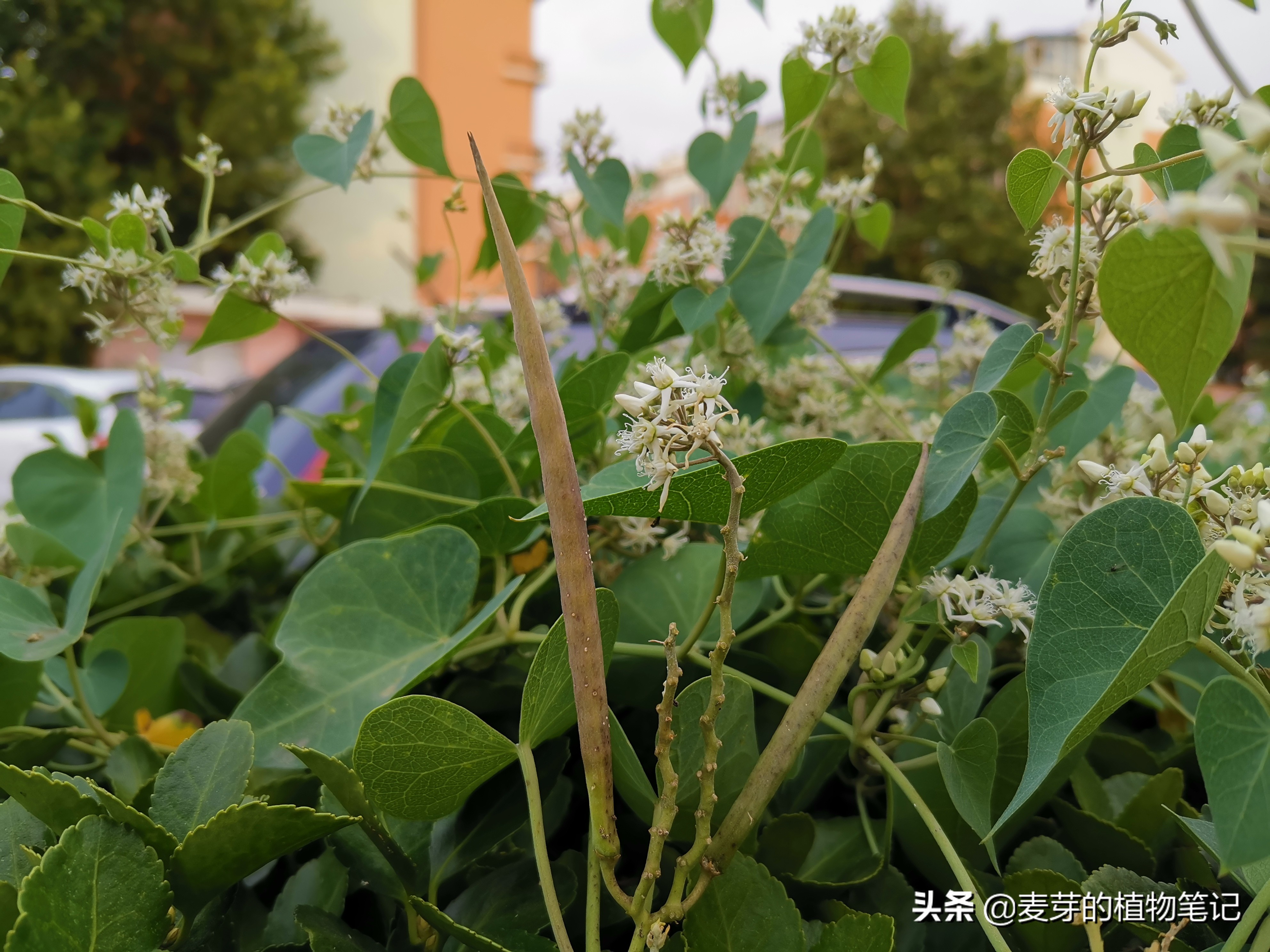 带动物名的植物,哪些动物的名字和植物的相近