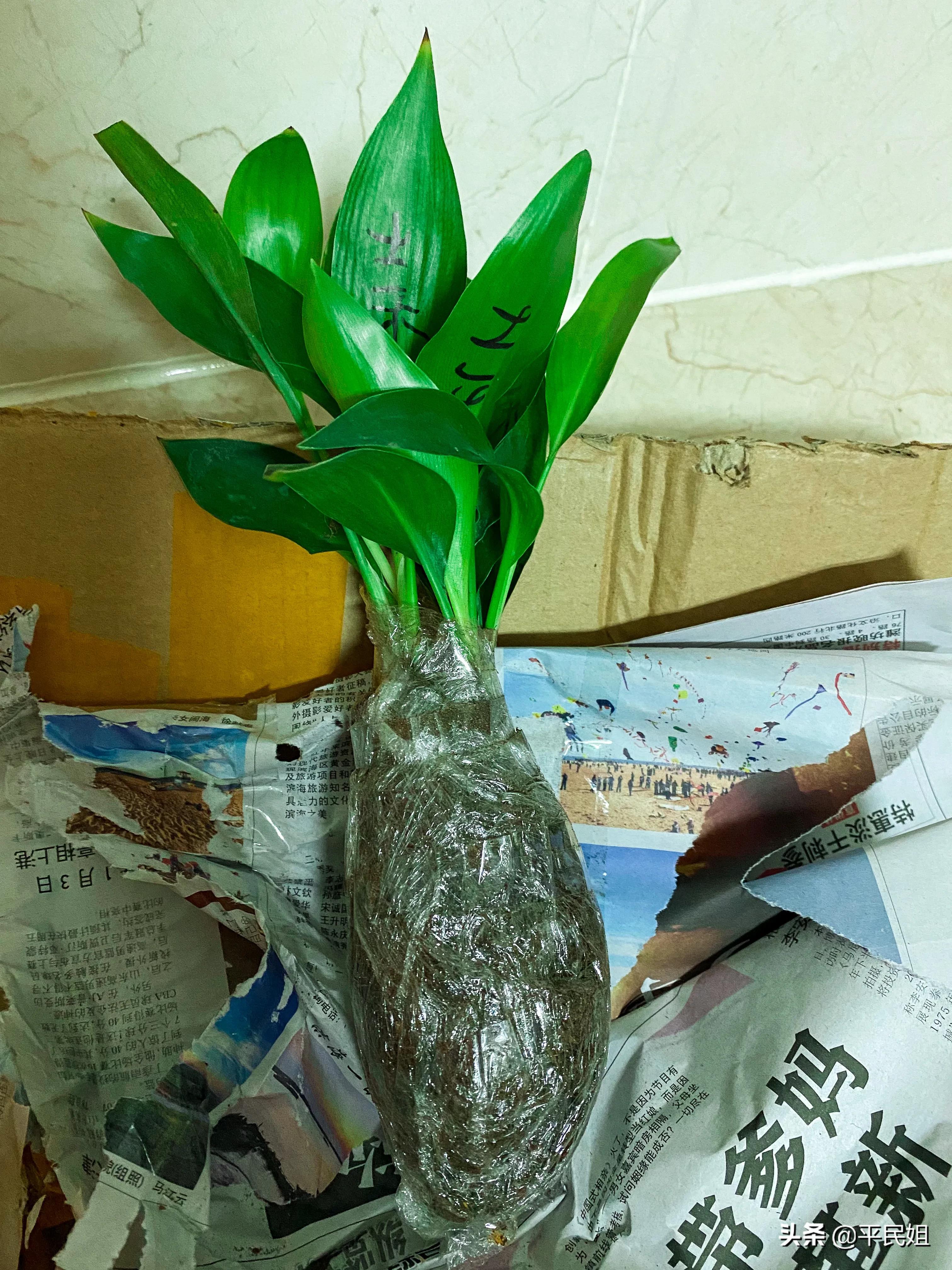 鹤望兰移栽几天才看出是否成活,鹤望兰一棵小苗没有根能养活吗