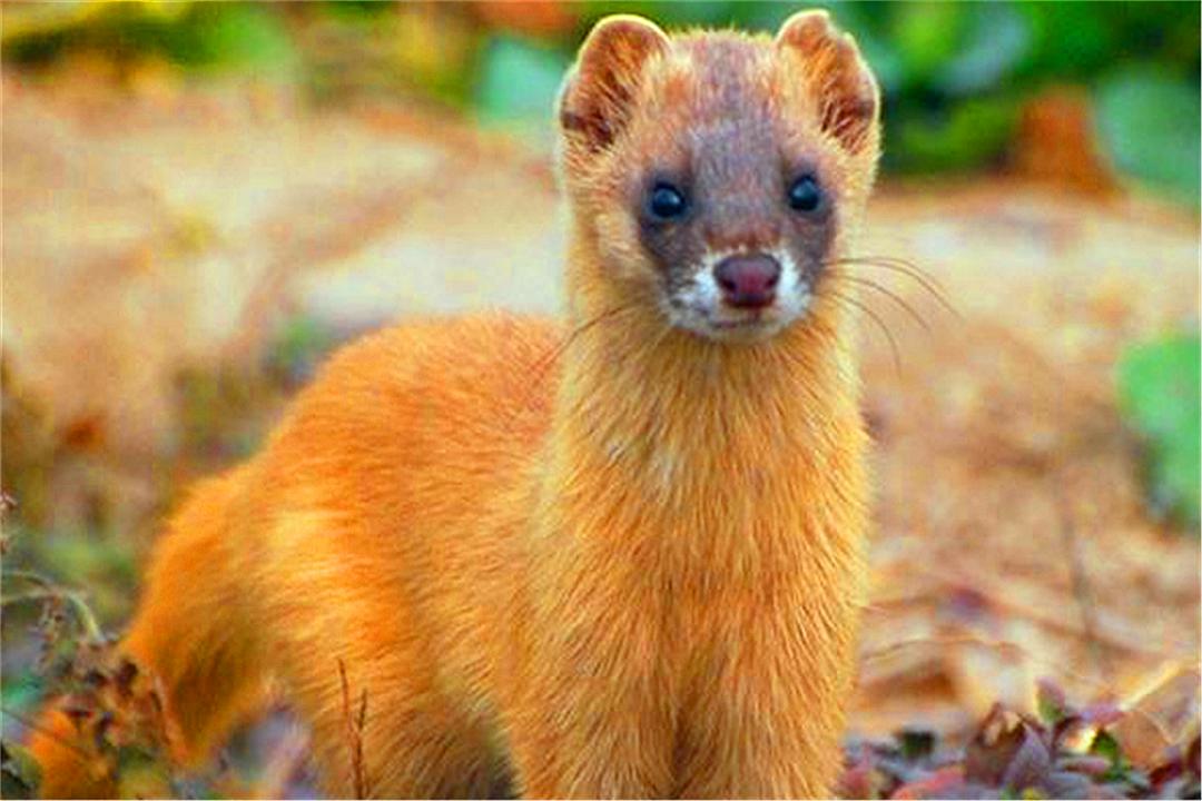 养殖户怎么防止黄鼠狼,黄鼠狼为什么不能大量养殖