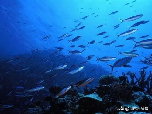 鱼油老年保健品作用,中老年深海鱼油功效