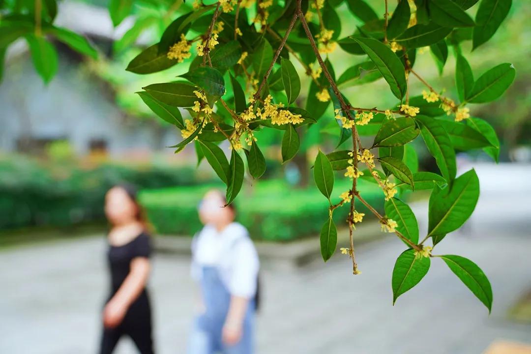 双流，我被你香醒了