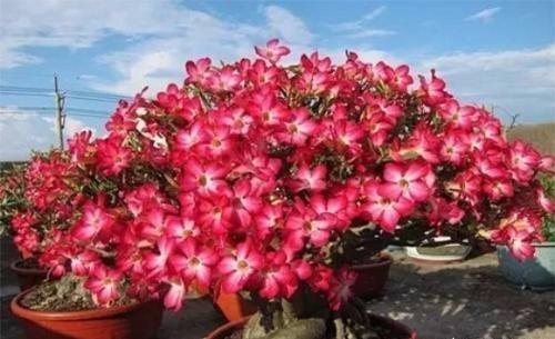 沙漠玫瑰叶片越来越大,沙漠玫瑰长得又细又高