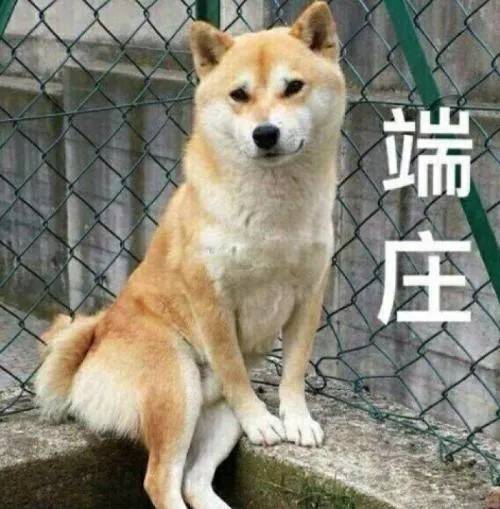 为什么狗狗总是在屋里尿尿,狗狗一出门就不停的撒尿怎么回事