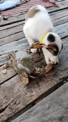 谁这么缺德原版,谁这么缺德原版视频