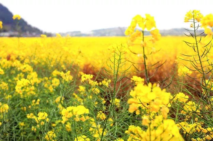 四月，我醉在那一片花的海洋