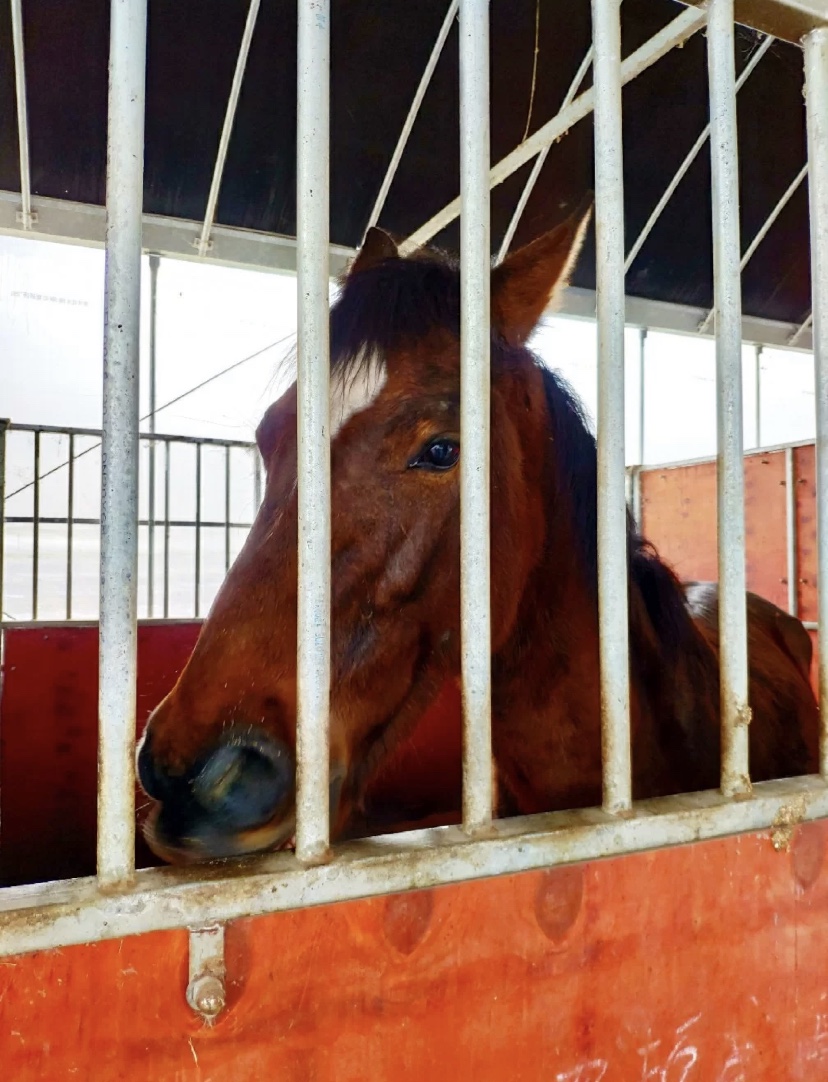 骑马的乐趣图片大全,骑马的乐趣在哪里
