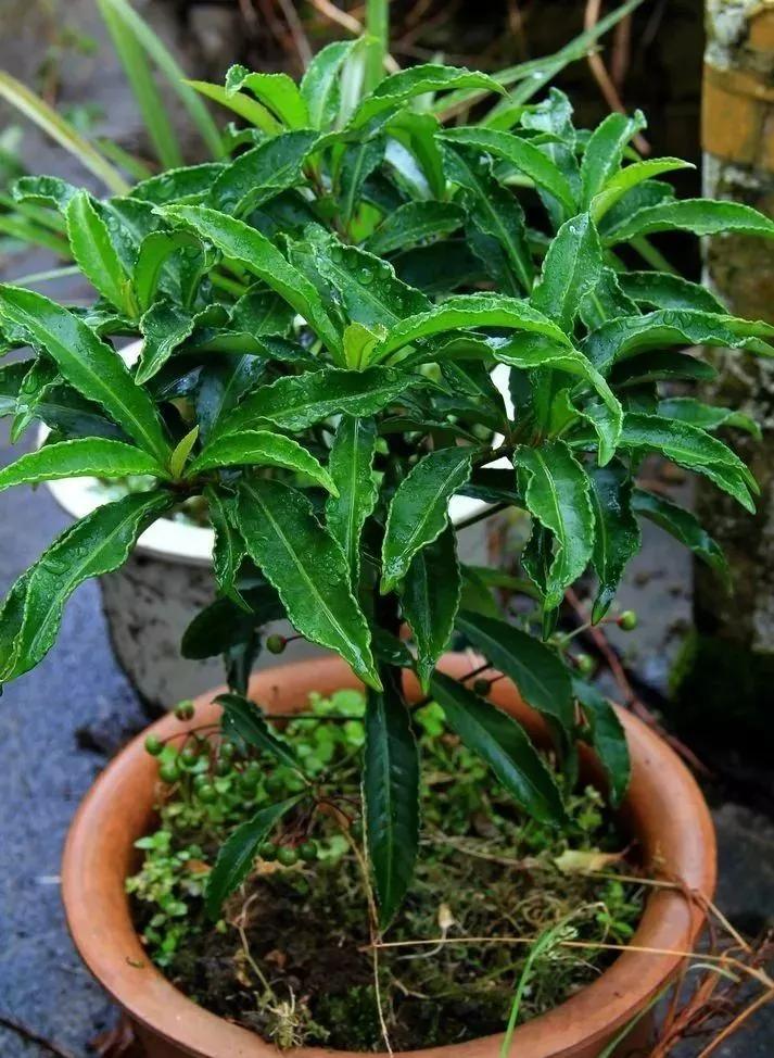 盆栽黄叶烂根什么原因,黄叶烂根怎么补救