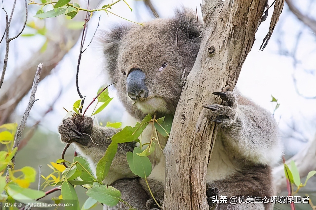 树袋熊的便便为什么是方形的,树袋熊有趣的知识